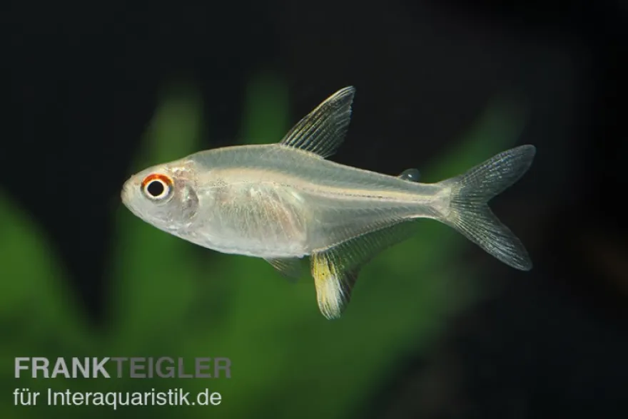 Zitronensalmler, Hyphessobrycon pulchripinnis