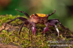 Zitrus Vampirkrabbe, Geosesarma sp., Zufällig ausgewählt