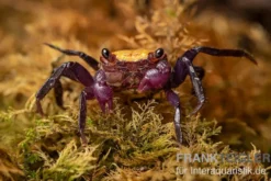 Zitrus Vampirkrabbe, Geosesarma sp., Zufällig ausgewählt