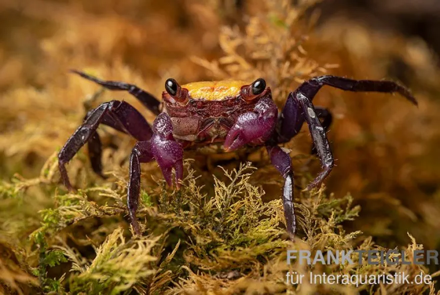 Zitrus Vampirkrabbe, Geosesarma sp., Zufällig ausgewählt