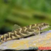 Zodiak-Schmerle, Mesonoemacheilus cf. tringularis (Zodiac loach spotted)