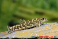 Zodiak-Schmerle, Mesonoemacheilus cf. tringularis (Zodiac loach spotted)