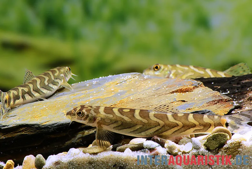 Zodiak-Schmerle, Mesonoemacheilus cf. tringularis (Zodiac loach spotted)