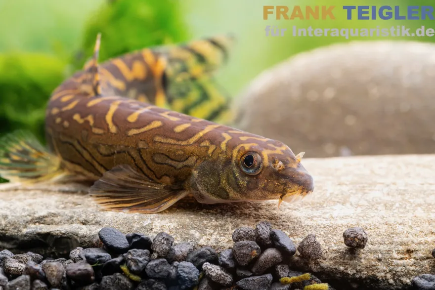 Zodiak-Schmerle, Mesonoemacheilus cf. tringularis (Zodiac loach spotted)