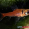 Zorn-Zwergpfeilsalmler, Odontocharacidium aphanes