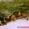 Zungaro-Wels, Pseudopimelodus zungaro