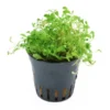 Zungenblatt, Glossostigma elatinoides, im Topf