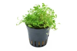 Zungenblatt, Glossostigma elatinoides, im Topf