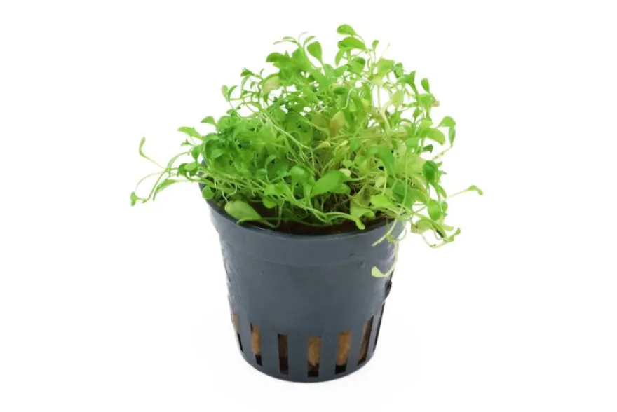Zungenblatt, Glossostigma elatinoides, im Topf