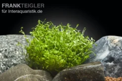 Zungenblatt, Glossostigma elatinoides, im Topf