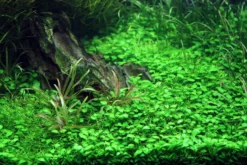 Zungenblatt, Glossostigma elatinoides, im Topf