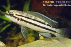 Zweibinden-Schlankcichlide, Chalinochromis bifrenatus, 4-5 cm