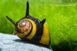Zweifarbige Geweihschnecke, Clithon diadema