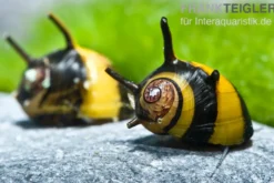 Zweifarbige Geweihschnecke, Clithon diadema
