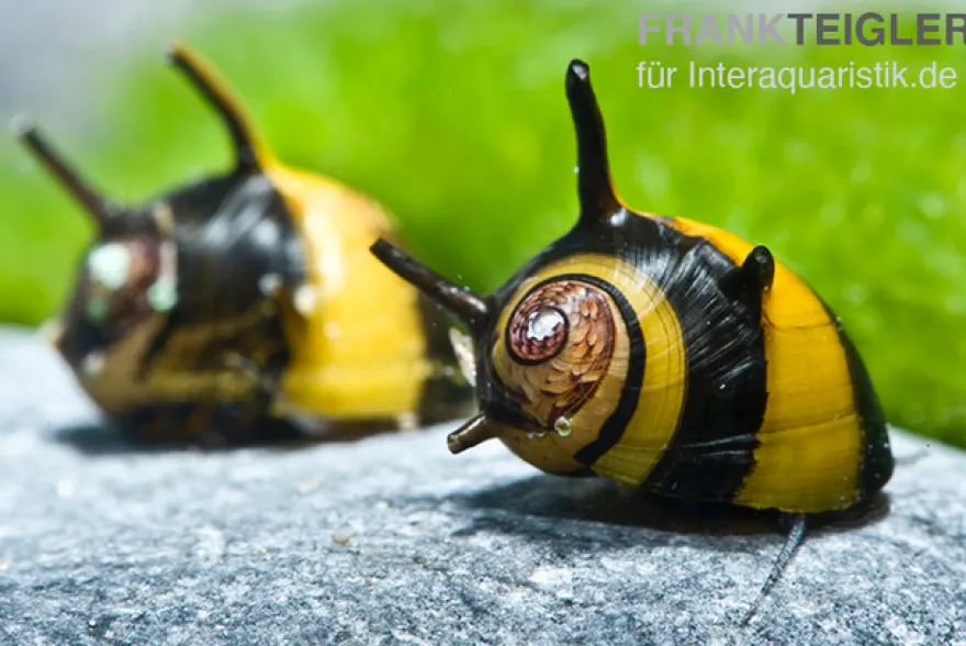 Zweifarbige Geweihschnecke, Clithon diadema