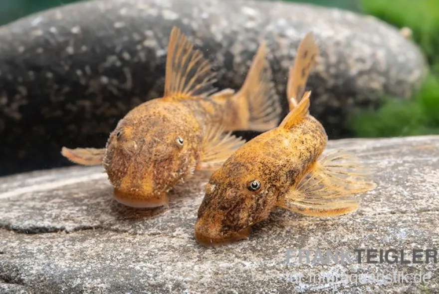 Zweifarbiger Antennenwels, Ancistrus sp. 2-color