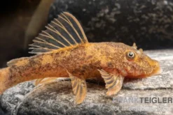 Zweifarbiger Antennenwels, Ancistrus sp. 2-color