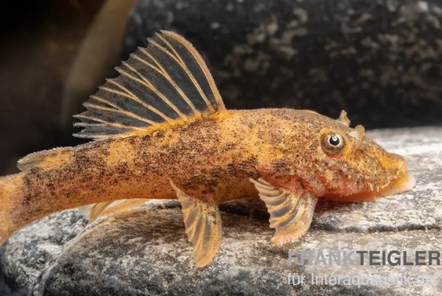Zweifarbiger Antennenwels, Ancistrus sp. 2-color