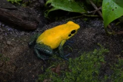Zweifarbiger Blattsteiger „Uraba“, Phyllobates bicolor