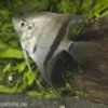 Zweifarbiger Skalar, Pterophyllum scalare Bicolor, 6-8 cm