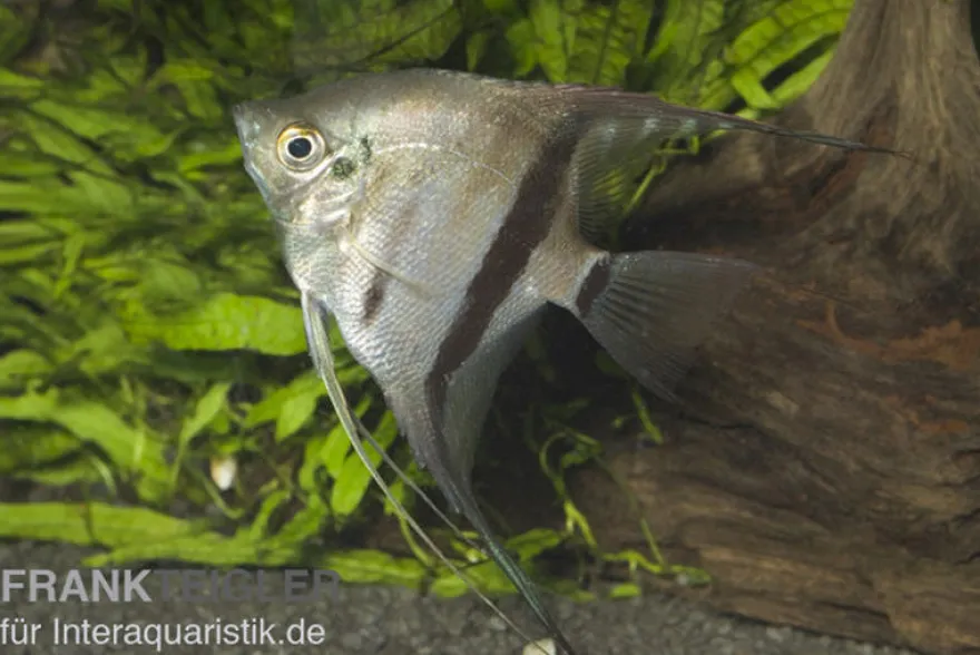 Zweifarbiger Skalar, Pterophyllum scalare Bicolor, 6-8 cm