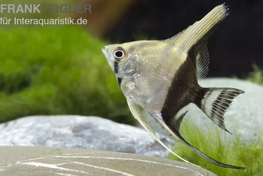 Zweifarbiger Skalar, Pterophyllum scalare Bicolor, 6-8 cm