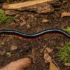 Zweifarbiger Vietnam-Riesenfüßer, Alienostreptus bicoloripes
