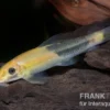 Zweifarbige Saugschmerle, Gyrinocheilus aymonieri
