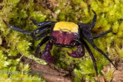 Zweifarbige Vampirkrabbe, Geosesarma bicolor, Zufällig ausgewählt
