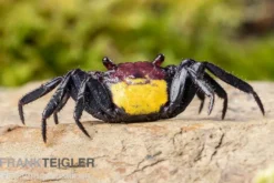 Zweifarbige Vampirkrabbe, Geosesarma bicolor, Zufällig ausgewählt