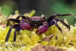 Zweifarbige Vampirkrabbe, Geosesarma bicolor, Zufällig ausgewählt
