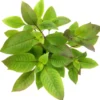 Zweigestreifter Wasserfreund, Hygrophila corymbosa, XXL Mutterpflanze