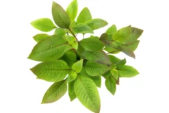 Zweigestreifter Wasserfreund, Hygrophila corymbosa, XXL Mutterpflanze