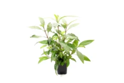 Zweigestreifter Wasserfreund, Hygrophila corymbosa, XXL Mutterpflanze