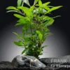Zweigestreifter Wasserfreund, Hygrophila corymbosa, im Topf