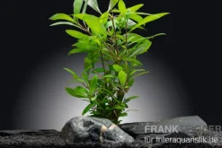 Zweigestreifter Wasserfreund, Hygrophila corymbosa, im Topf