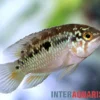 Zweipunkt-Buntbarsch, Ivanacara bimaculata