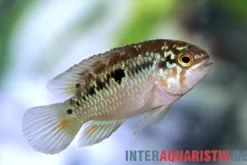 Zweipunkt-Buntbarsch, Ivanacara bimaculata