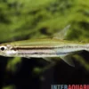 Zweistreifen Hundssalmler, Acestrorhynchus isalinae, 5-7 cm