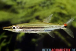 Zweistreifen Hundssalmler, Acestrorhynchus isalinae, 5-7 cm
