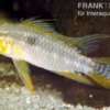 Zweistreifen-Zwergbuntbarsch, Apistogramma bitaeniata yellow (Paarweise)