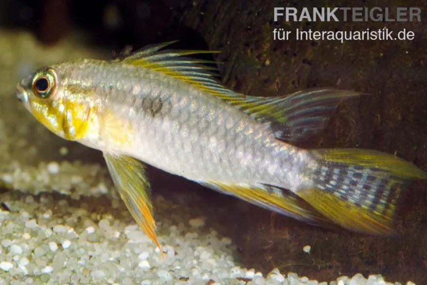 Zweistreifen-Zwergbuntbarsch, Apistogramma bitaeniata yellow (Paarweise)