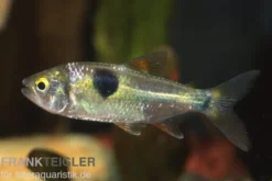 Zweitupfen-Raubsalmler, Exodon paradoxus, 4-6 cm (Rarität)