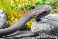 Zweizehen-Aalmolch, Amphiuma means