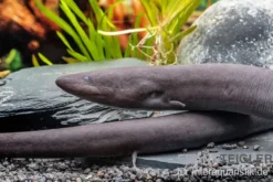 Zweizehen-Aalmolch, Amphiuma means