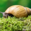 Zwerg-Achatschnecke, Archachatina papyracea