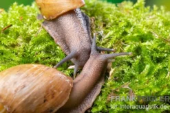 Zwerg-Achatschnecke, Archachatina papyracea