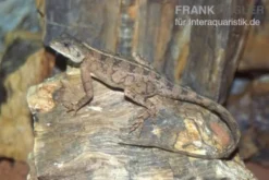Zwergagame, Agama persimilis