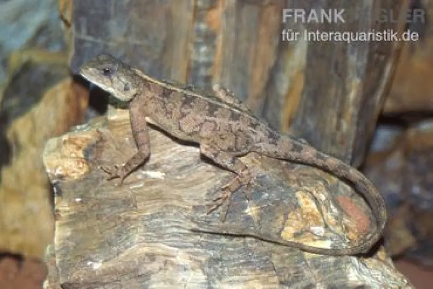 Zwergagame, Agama persimilis