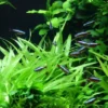 Zwergamazonaspflanze, Echinodorus quadricostatus, im Topf